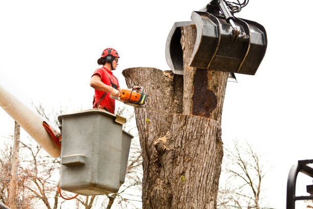 Best Firewood Processing and Delivery  in Almedia, PA